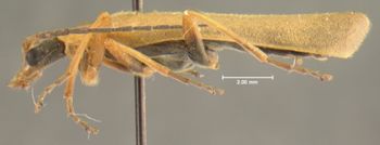 Media type: image;   Entomology 24170 Aspect: habitus lateral view